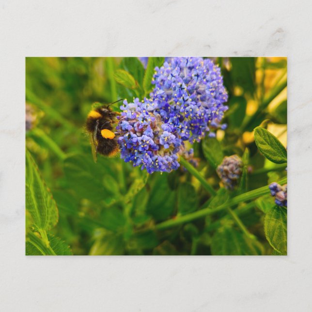 Biene Postkarte (Vorderseite)