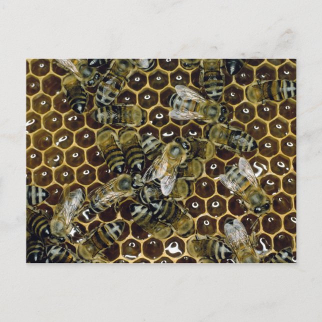 Biene Postkarte (Vorderseite)