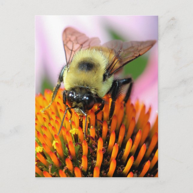 Biene Postkarte (Vorderseite)