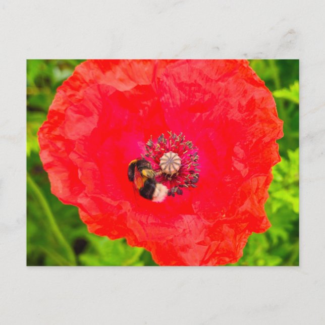 Biene Postkarte (Vorderseite)