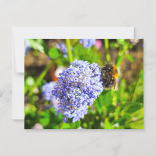Biene Postkarte