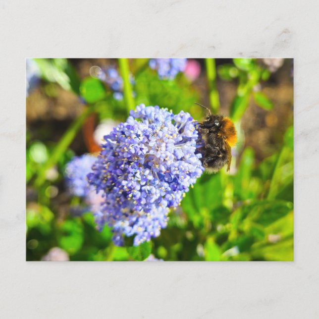 Biene Postkarte (Vorderseite)