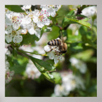 Biene sammelt Pollen