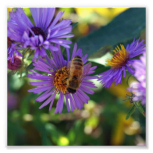 Biene-u-t-ful Fotodruck