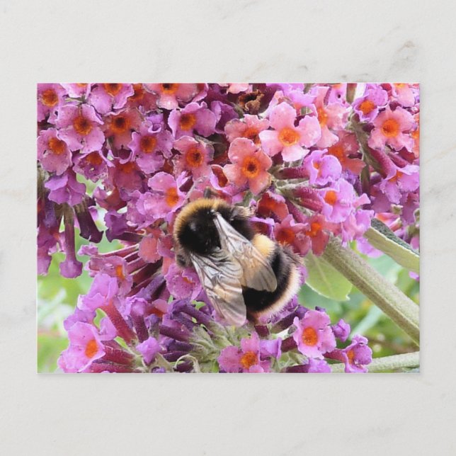 Biene und Buddleia Postkarte (Vorderseite)