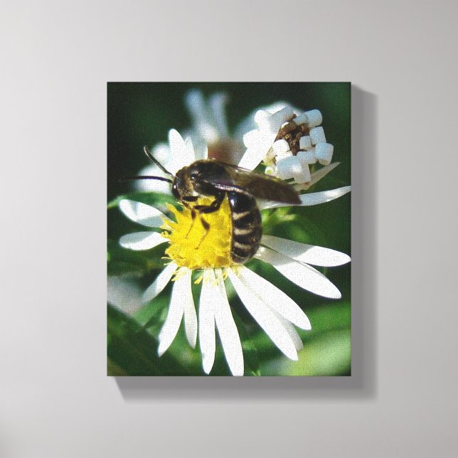 Biene und Daisy Leinwanddruck (Vorderseite)