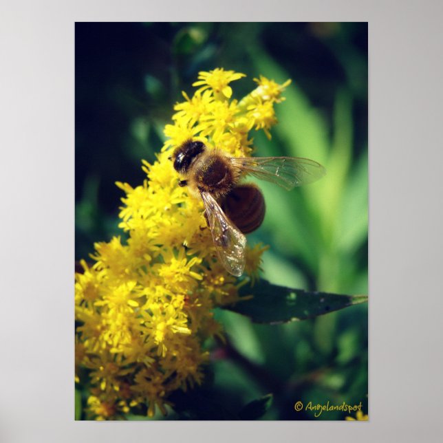 Biene und Goldenrod Poster (Vorne)