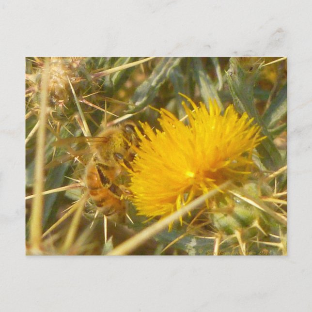 Biene und Star Thistle (Centaurea solstitialis) Postkarte (Vorderseite)