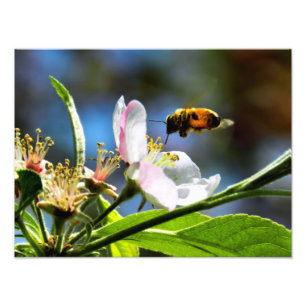 Biene und Weißblüten-Fotografie Fotodruck