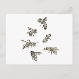 Biene Zeichnend Postkarte