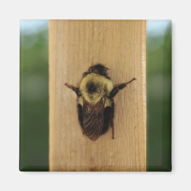 Biene-zilla Magnet (Vorne)