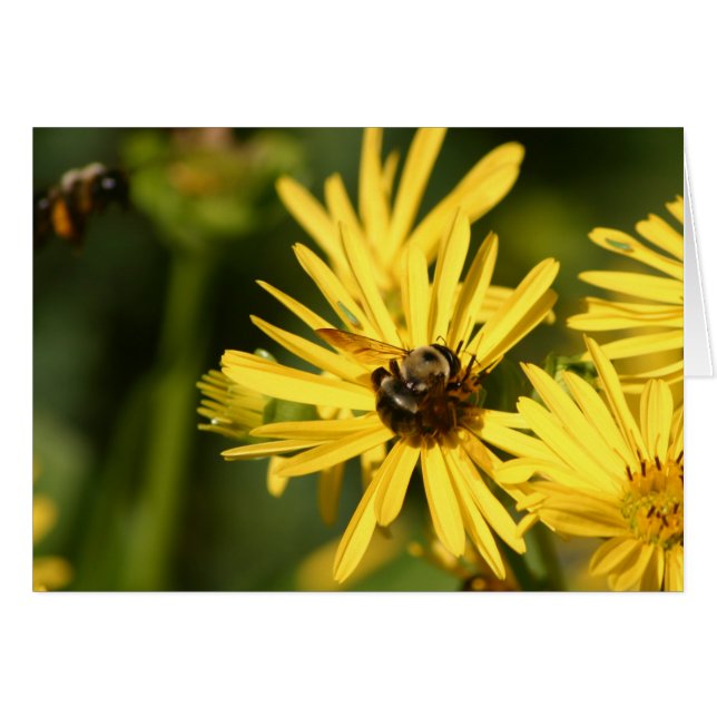 Bienen (Vorderseite (Horizontal))