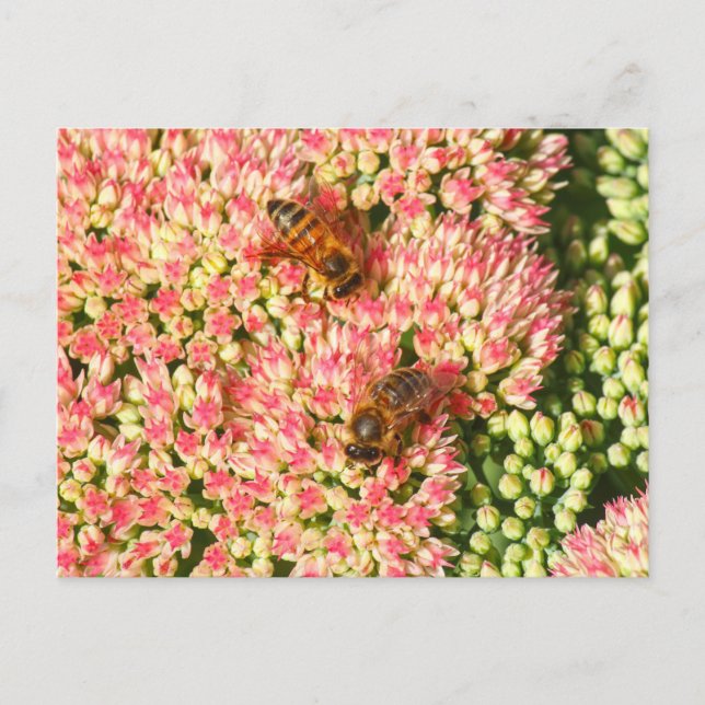 Bienen auf dem See Herbst Joy. Postkarte (Vorderseite)