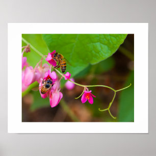 Bienen auf hellen Korallenweinen Blume Fotografie Poster