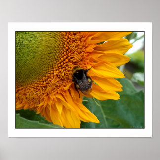 Bienen auf Sonnenblumen I Poster