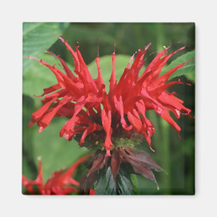 Bienen-Balsam-Magnet Magnet