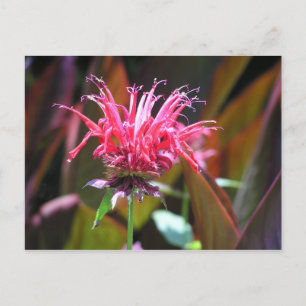 Bienen-Balsam Postkarte