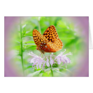Bienen-Balsam-Schmetterling - Fritillary