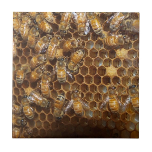 Bienen-Bienenstock Fliese (Vorderseite)