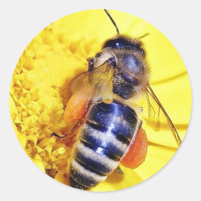 Bienen Blume Pollen Runder Aufkleber (Vorderseite)