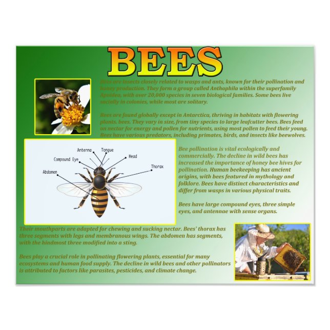 Bienen Fotodruck (Vorne)