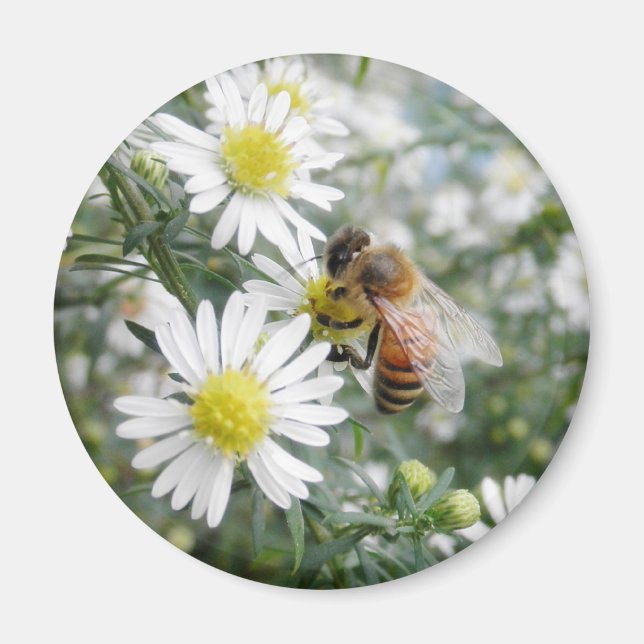 Bienen Honey Bee Wildblumen Blume Foto Magnet (Vorne)