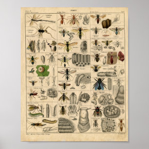 Bienen Honigbienen Wespen Stöcke Nester Karte Poster