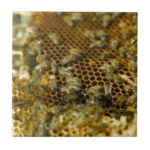 Bienen im Bienenstock, Western Cape, Südafrika Fliese