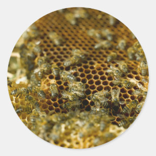 Bienen im Bienenstock, Western Cape, Südafrika Runder Aufkleber