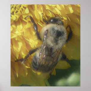 Bienen Liebe gelb...[Aquarell] Poster