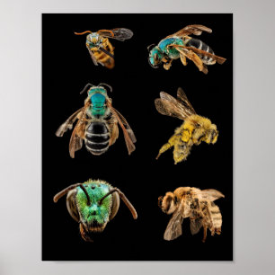 Bienen Magnified Bilder fotografieren Bugs Insekte Poster