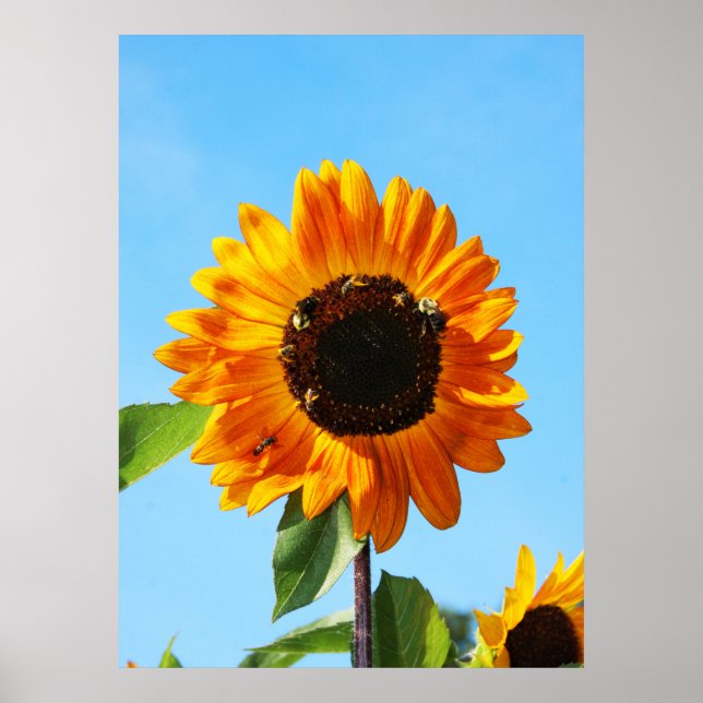 Bienen-Party 1 Poster (Vorne)