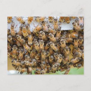 Bienen!  postkarte
