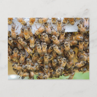 Bienen! Postkarte