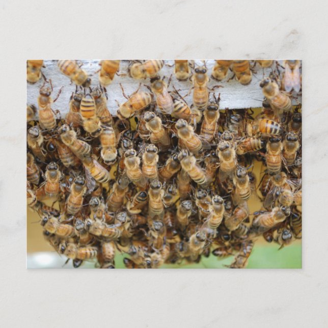Bienen! Postkarte (Vorderseite)