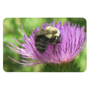 Bienen-u. Distel-Magnet Magnet