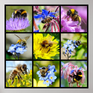 Bienen und Hummeln Poster