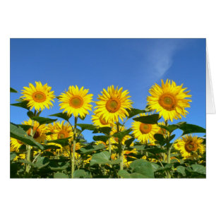 Bienen und Sonnenblumen gegen einen vibrierenden