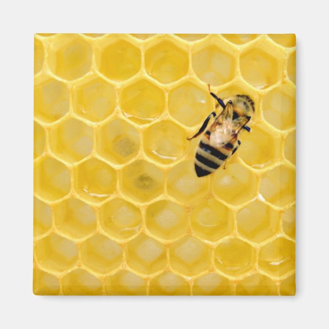 Bienen und Waben Magnet (Vorne)