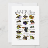 Bienenarten von Nordamerika Plakatdruck