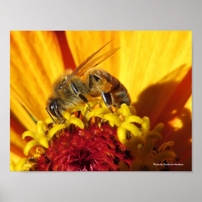 Bienenbefruchtende Blume Poster (Vorne)