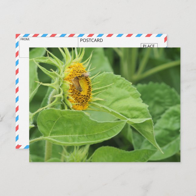 Bienenbefruchtung Sonnenblume Postkarte (Vorne/Hinten)
