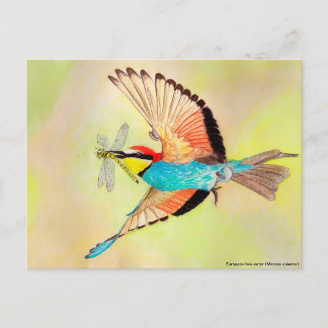 Bienenfresser, bunter Vogel bei Flugbildern Postkarte (Vorderseite)