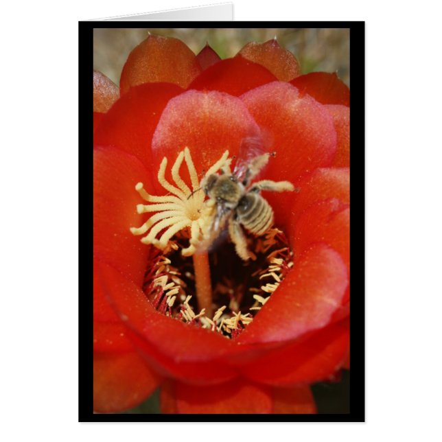 Bienenfrühstück (Vorne)