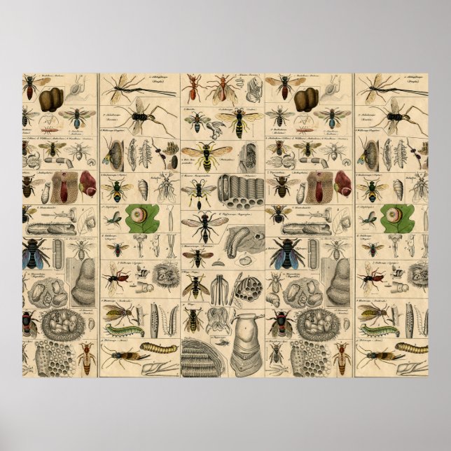 Bieneninsekt-Bug-Wasp-Bienen Poster (Vorne)