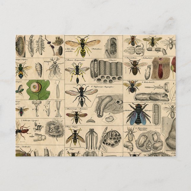 Bieneninsekt-Bug-Wasp-Bienen Postkarte (Vorderseite)