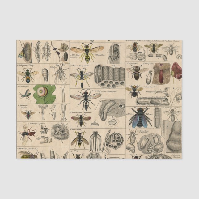 Bieneninsekt-Bug-Wasp-Bienen Seidenpapier (Vorderseite)