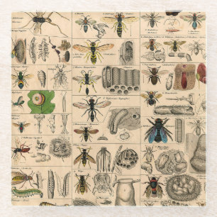 Bieneninsekt-Bug Wasp Naturbienen Malerei Glasuntersetzer