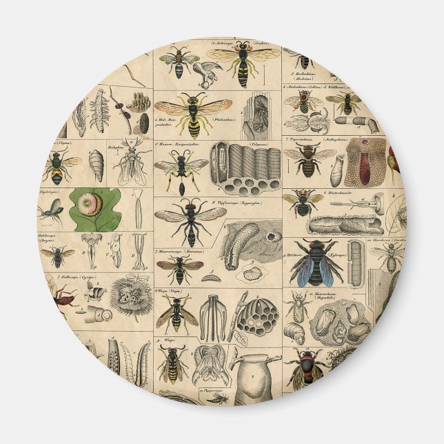 Bieneninsekt-Bug Wasp Naturbienen Malerei Magnet (Vorne)