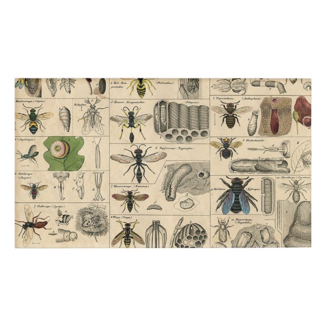 Bieneninsekt-Bug Wasp Naturbienen Malerei Namenschild (Vorderseite)
